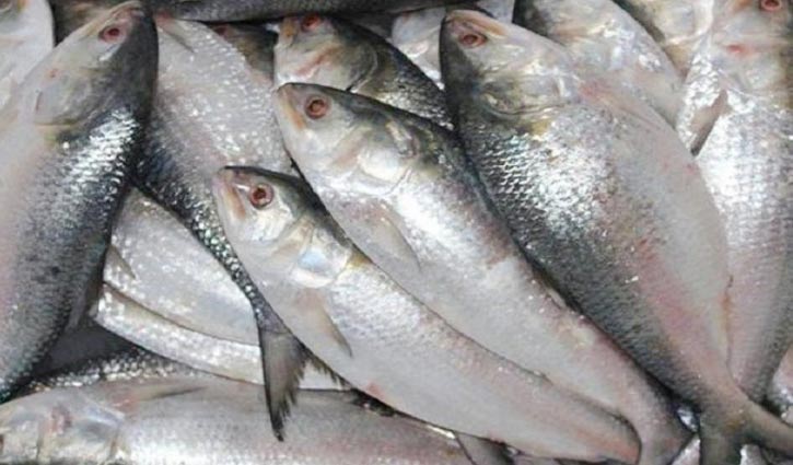 22-day ban on hilsa fishing from Oct 7