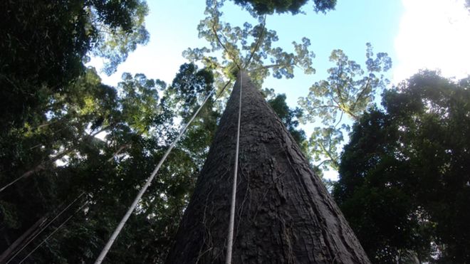 UK scientists discover world's tallest tropical tree