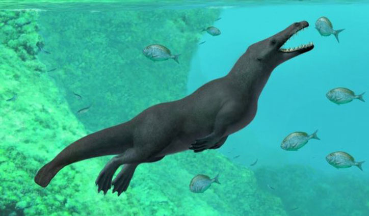 Ancient four-legged whale fossil found