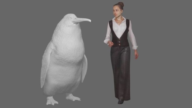 Human-sized penguin lived in New Zealand