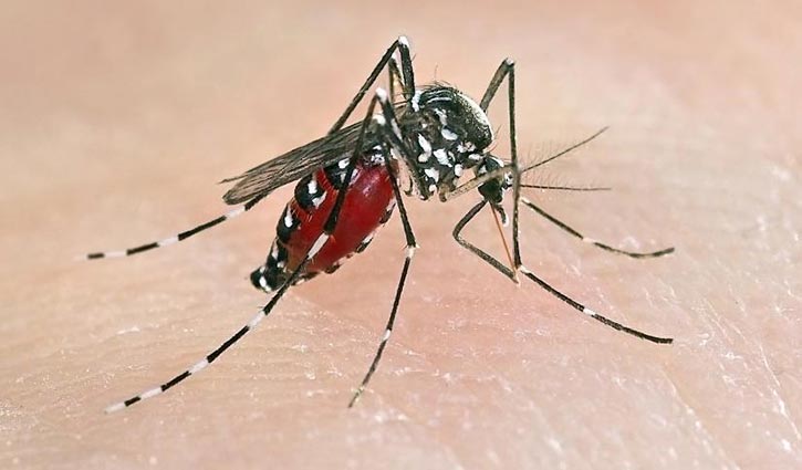 192 infected with dengue fever in Jashore