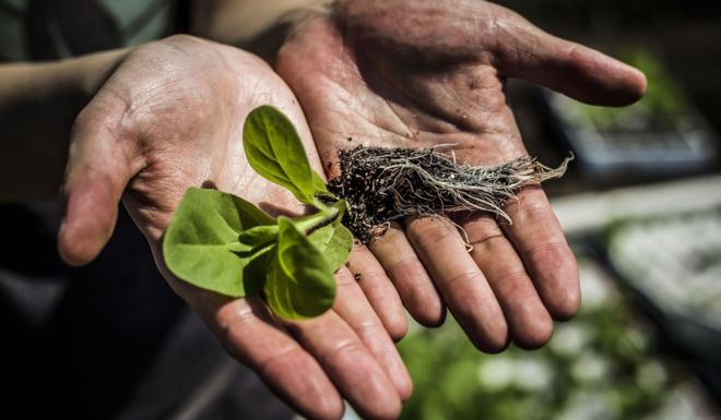 Genetically modified 'shortcut' boosts plant growth by 40%