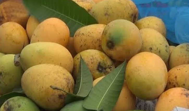 Khirshapat mango gets GI recognition