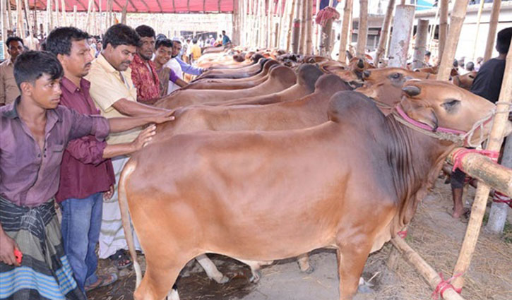 Indian restriction gives a boost to cattle rearing locally