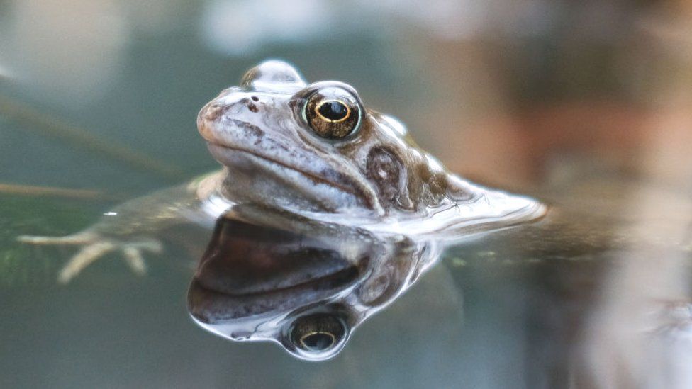Friendly bacteria could help save frogs from disease