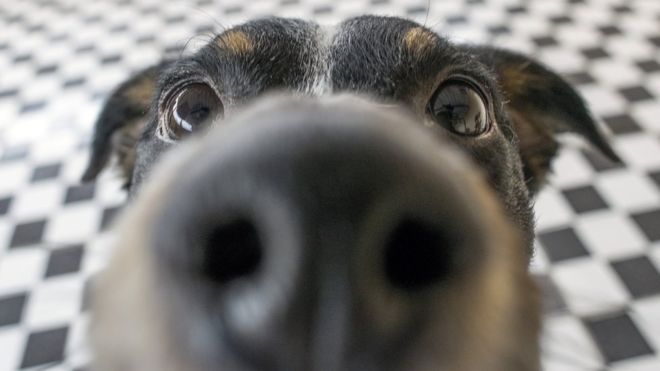 Dogs can smell epileptic seizures
