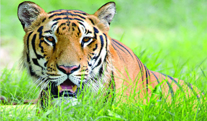 Tiger population in Sundarbans increases to 114