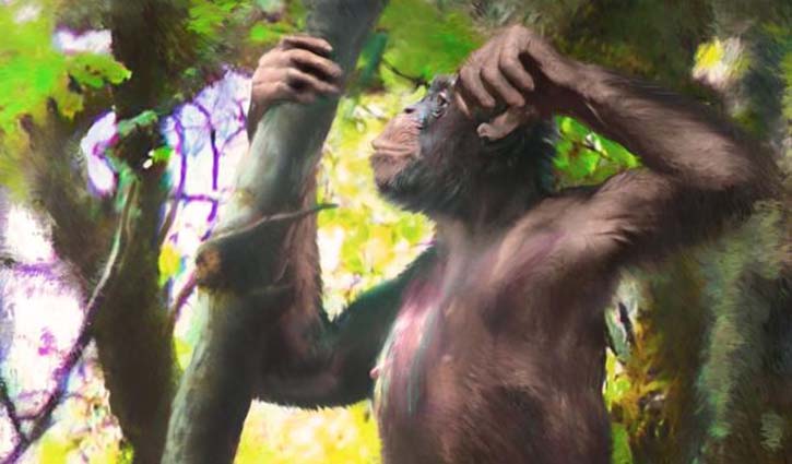 'Astonishing' fossil ape discovery revealed