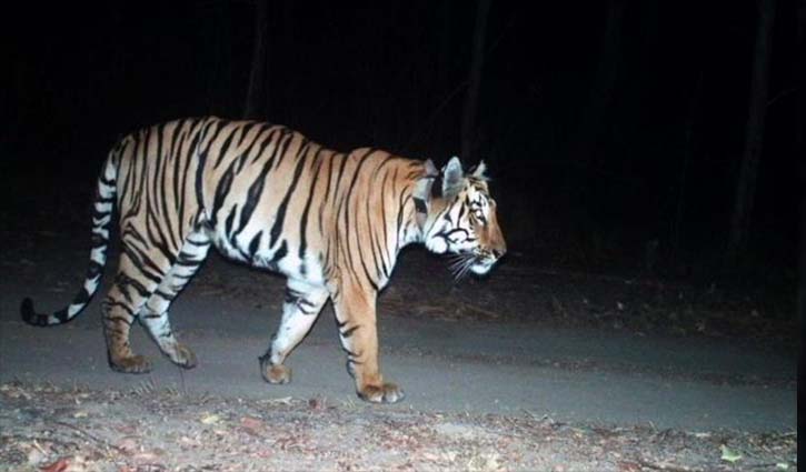India tiger on ‘longest walk ever’ for mate and prey