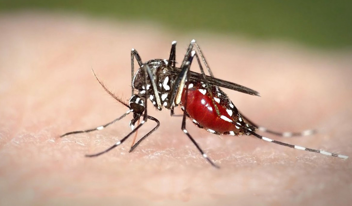 Schoolgirl dies of dengue