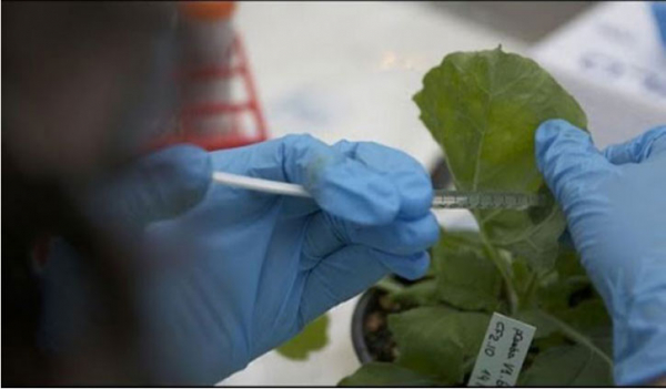 Thai scientists develop Corona vaccine using tobacco leaves
