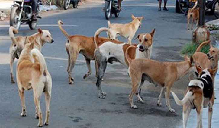 Environmentalists advise sterilization to control dog population