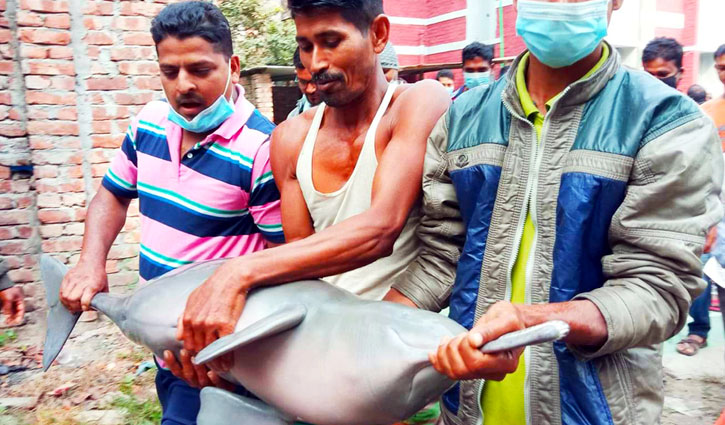 3 fined for catching dolphin in Manikganj