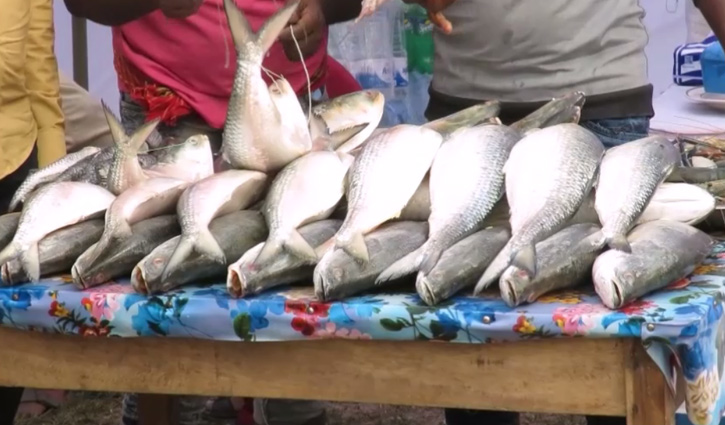 Hilsa fish festival held at Munshiganj