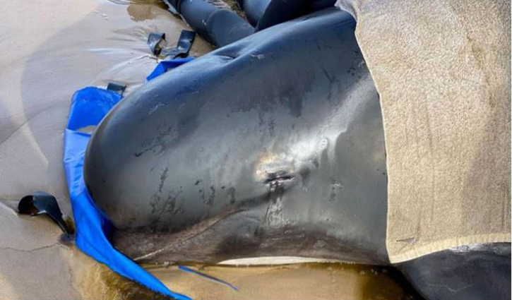Nearly 380 whales die in Australia