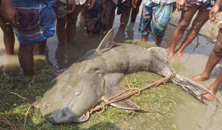 110kg ‘Baghair’ fish caught from Jamuna River