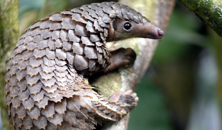 বনরুই থেকে করোনাভাইরাসের সংক্রমণ