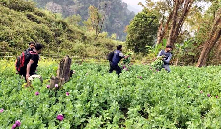 RAB destroys 4 poppy fields in Keokradong