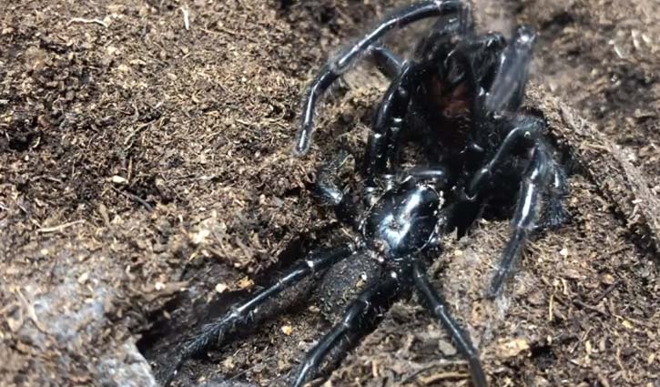 Deadly Funnel-Web Spider outbreak hit Australia