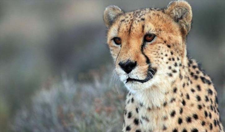 Endangered cheetahs can return to Indian forests