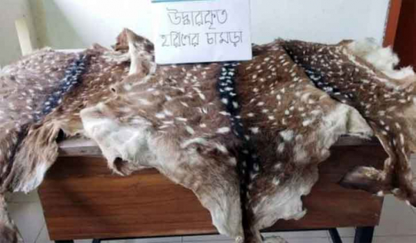 Deer skins recovered in Barguna