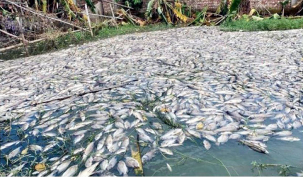1,000 kg fishes killed by pouring poison in Ashulia