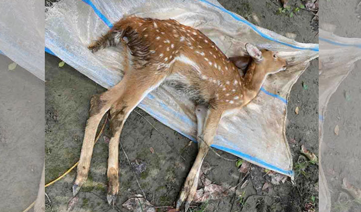Deer calf dies at cricketer Rubel’s park