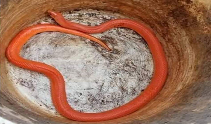 Rare snake ‘red coral kukri’ rescued in Thakurgaon