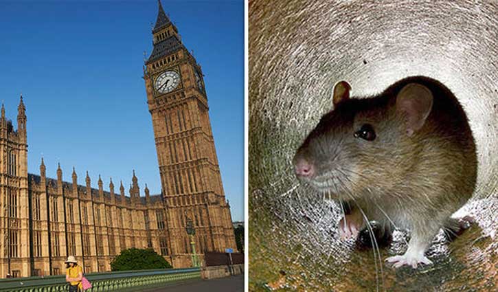Andalusia’s parliament proceedings disrupted by rodent