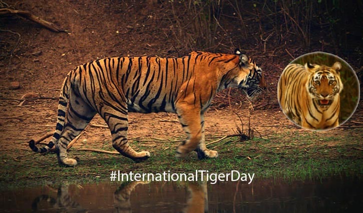 International Tiger Day today
