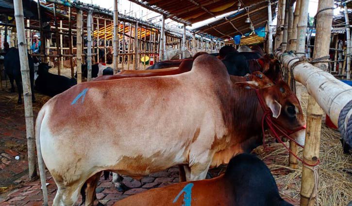 23 cattle markets to be set up in Dhaka