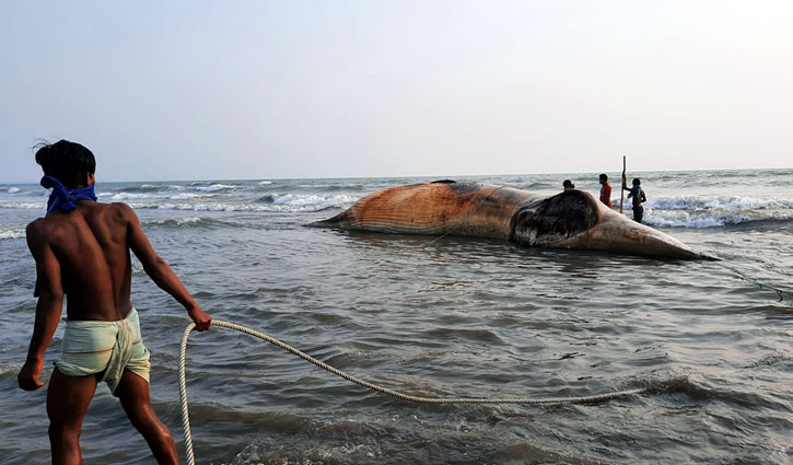 Dead whale washed up on Himchhari beach