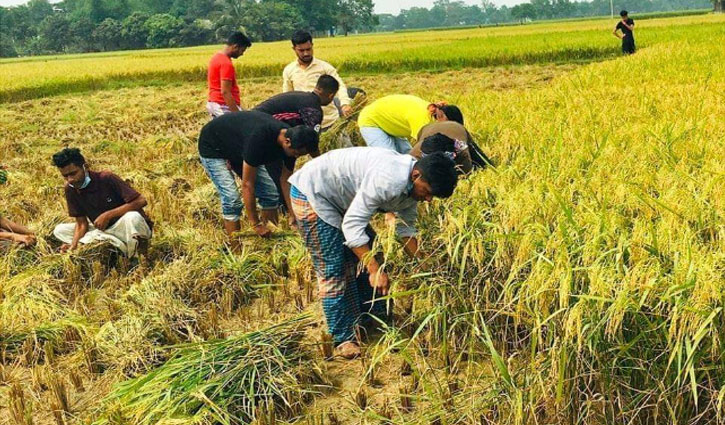 Chhatra League volunteer harvesting farmers` paddy