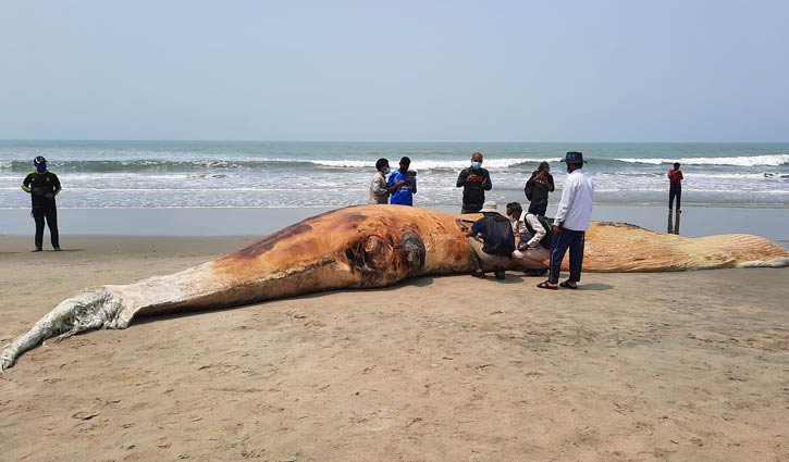 Another dead whale washes ashore on Himchhari beach