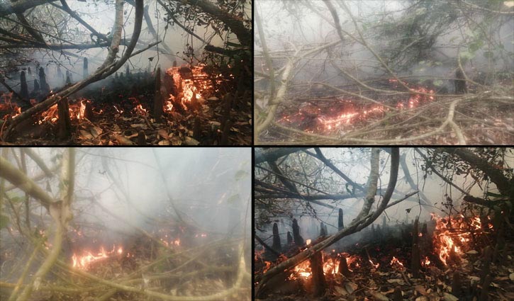 Fire breaks out in Sundarbans forest