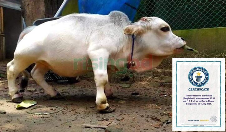 ‘Rani’ recognized as world’s smallest cow