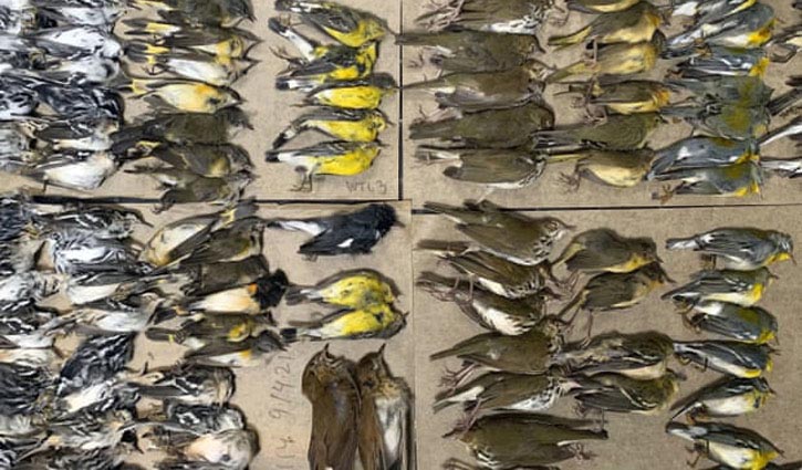 300 birds die after colliding with World Trade Center Towers