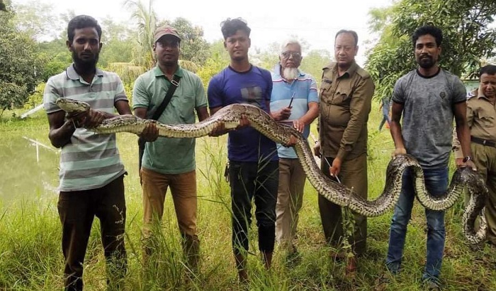 20-feet-long python rescued, released into forests