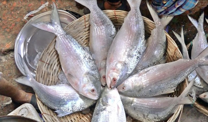 Hilsa fishing banned for 22 days from Oct 4
