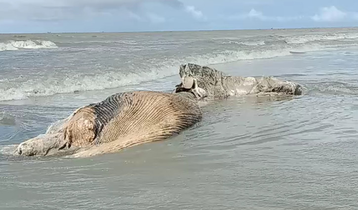 Whale found dead on Kuakata beach