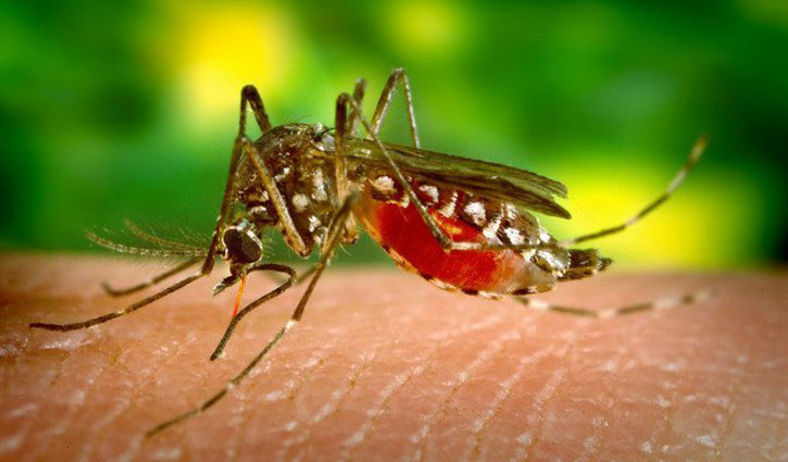 1421 diagnosed with dengue in 17 days