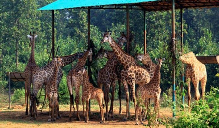 Death of animals at safari park: Probe report submitted