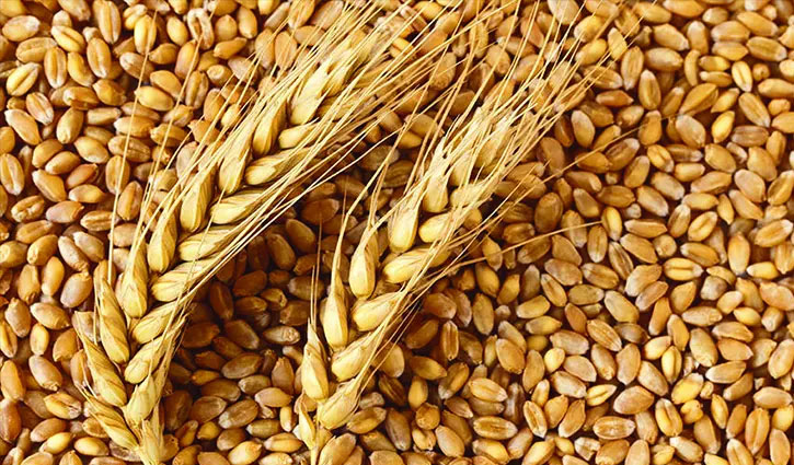 Govt initiates to import 50,000 tonnes of wheat