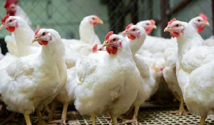 Poultry farms fix price of broiler chicken at Tk 195