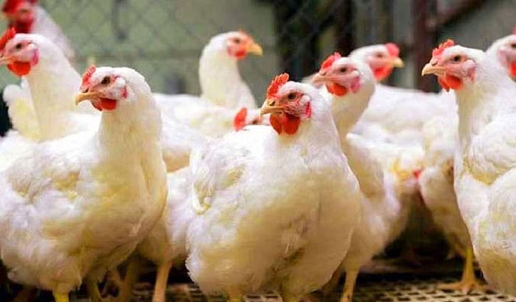 Price of broiler chickens goes down