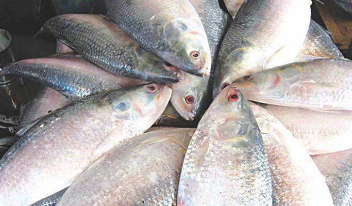 19 tonnes of Hilsa to be exported to India from Barishal