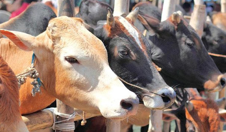 ‘No import as there is no shortage of sacrificial animals’