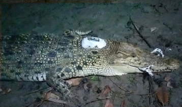 Crocodiles with satellite transmitter found in Pirojpur