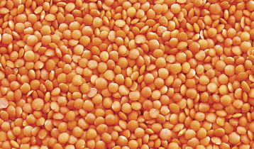 TCB to procure 8,000 MT lentil from India
