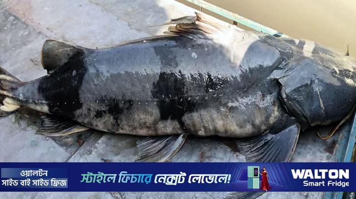 বরগুনায় প্রচার চালিয়ে মহাবিপন্ন প্রজাতির বাঘা আইর বিক্রি